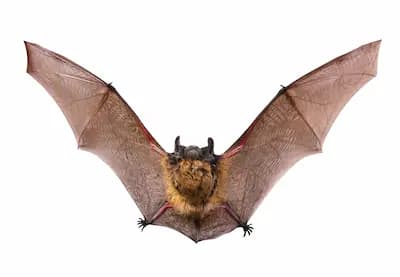 bat removal Gravenhurst
