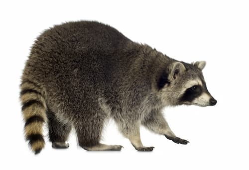 raccoon removal gravenhurst