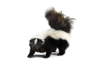 Portrait,Of,A,Skunk