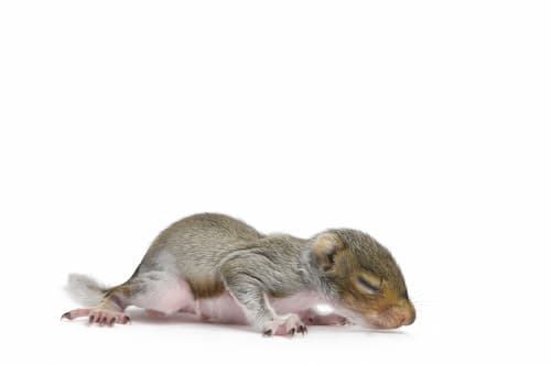 squirrel removal gravenhurst